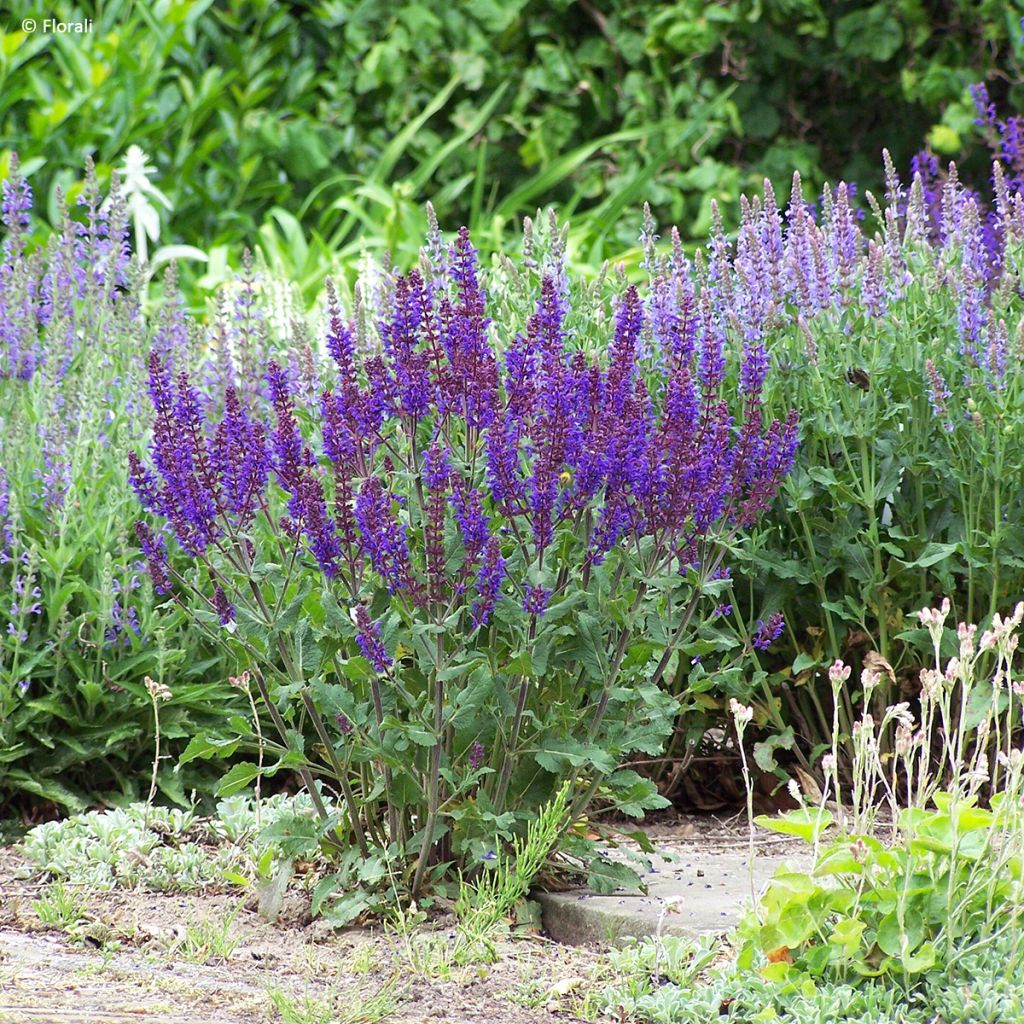 Salvia nemorosa Bazuin Dark Night