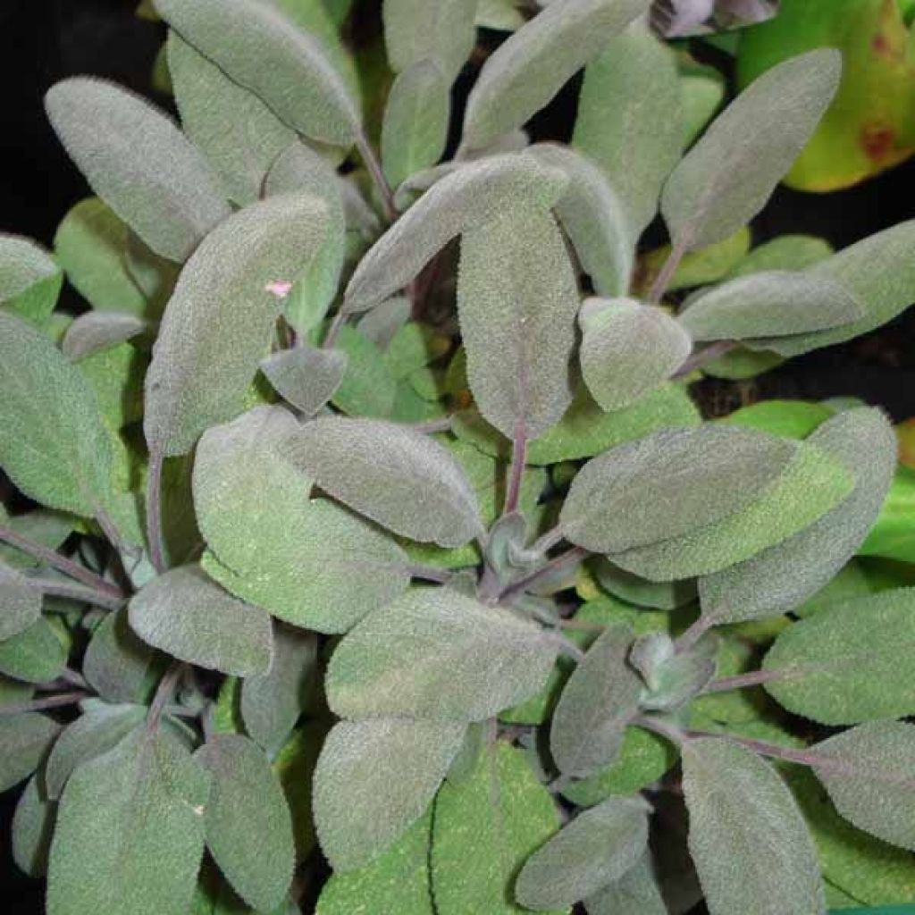 Salvia officinalis Purpurascens - Salvia comune