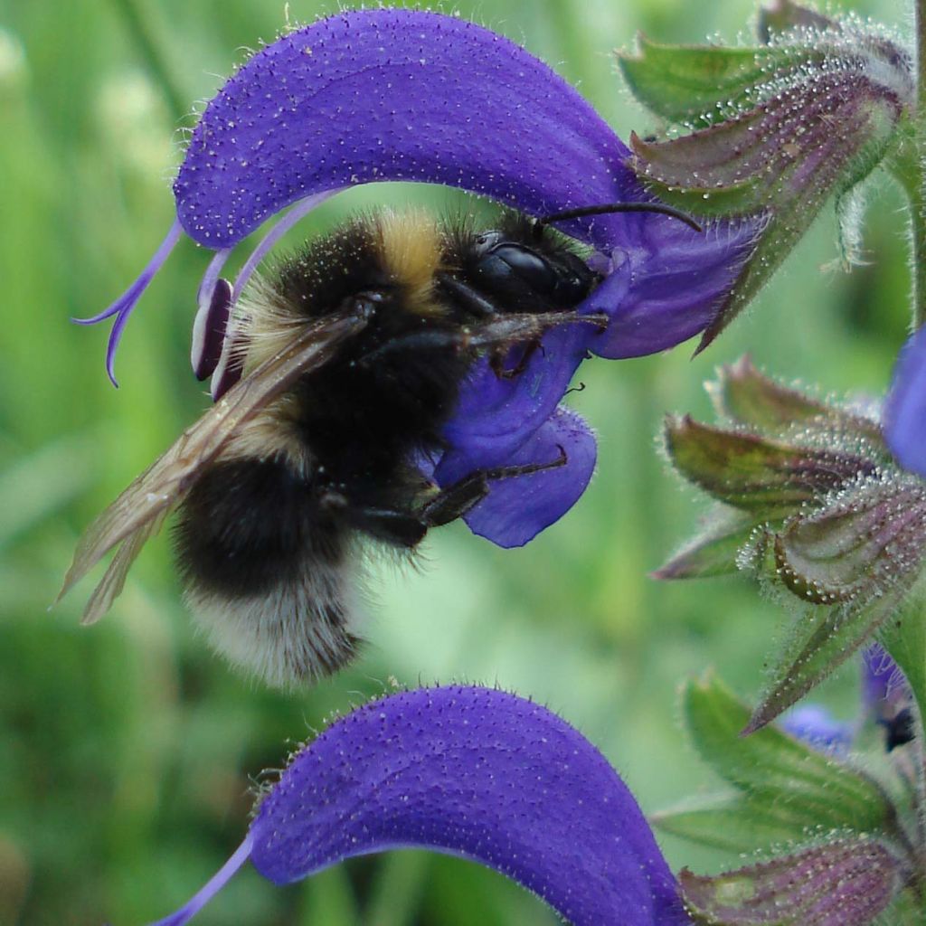 Salvia pratensis - Salvia dei prati