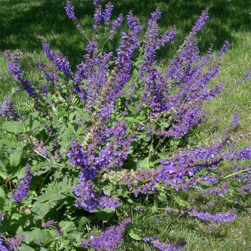 Salvia pratensis - Salvia dei prati
