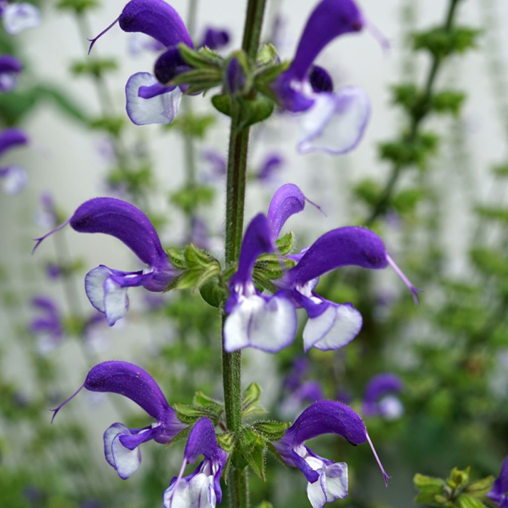 Salvia pratensis Madeline - Salvia dei prati