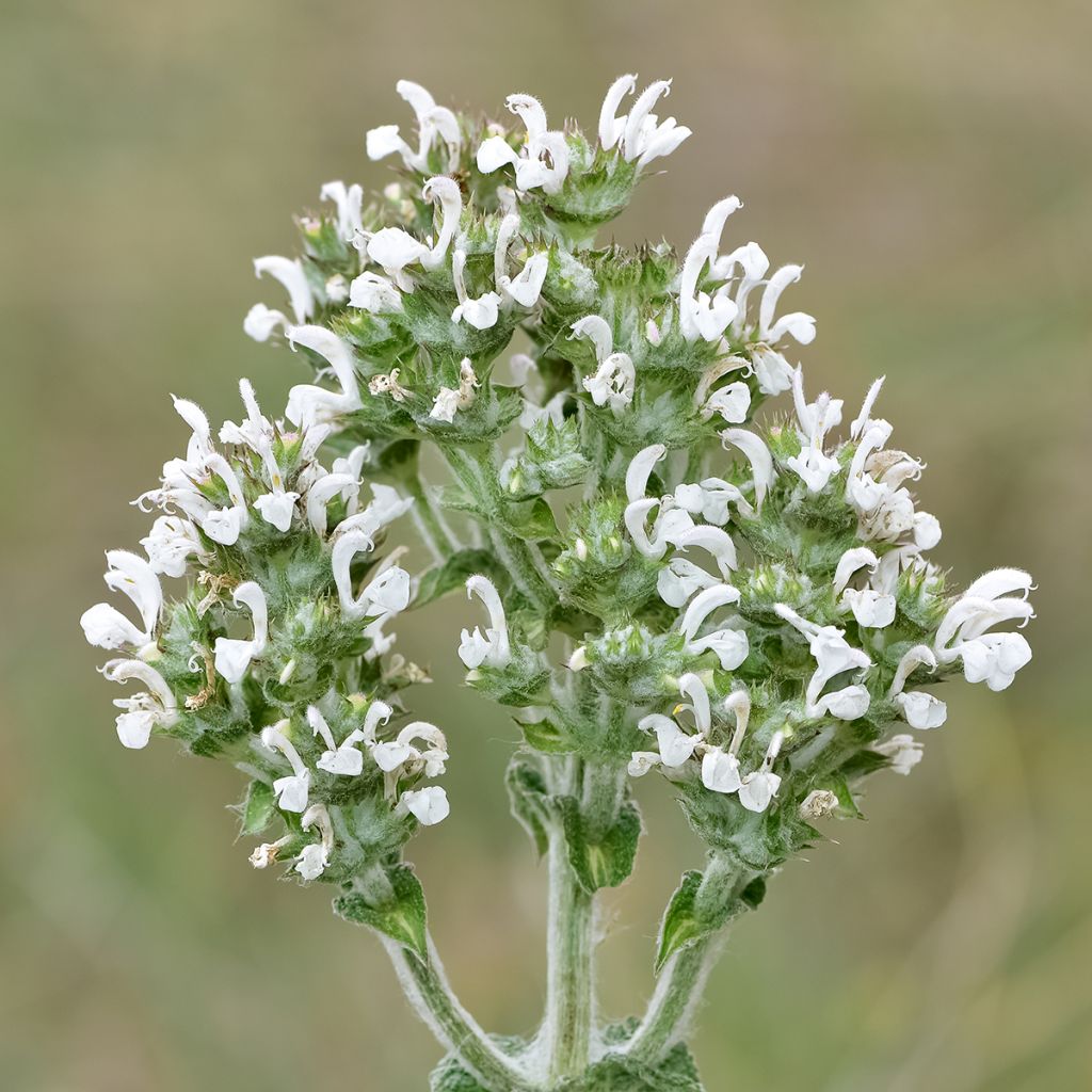 Salvia aethiopis