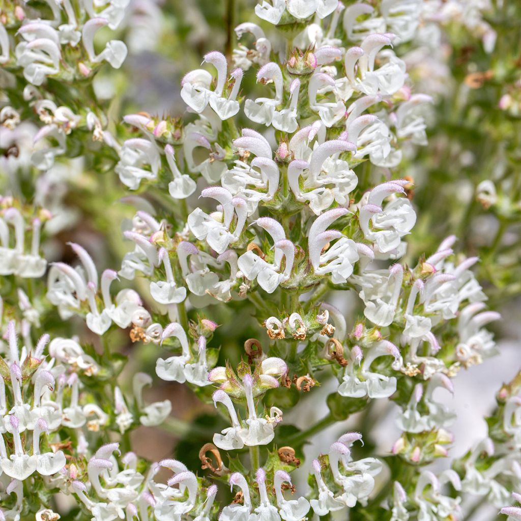 Salvia aethiopis