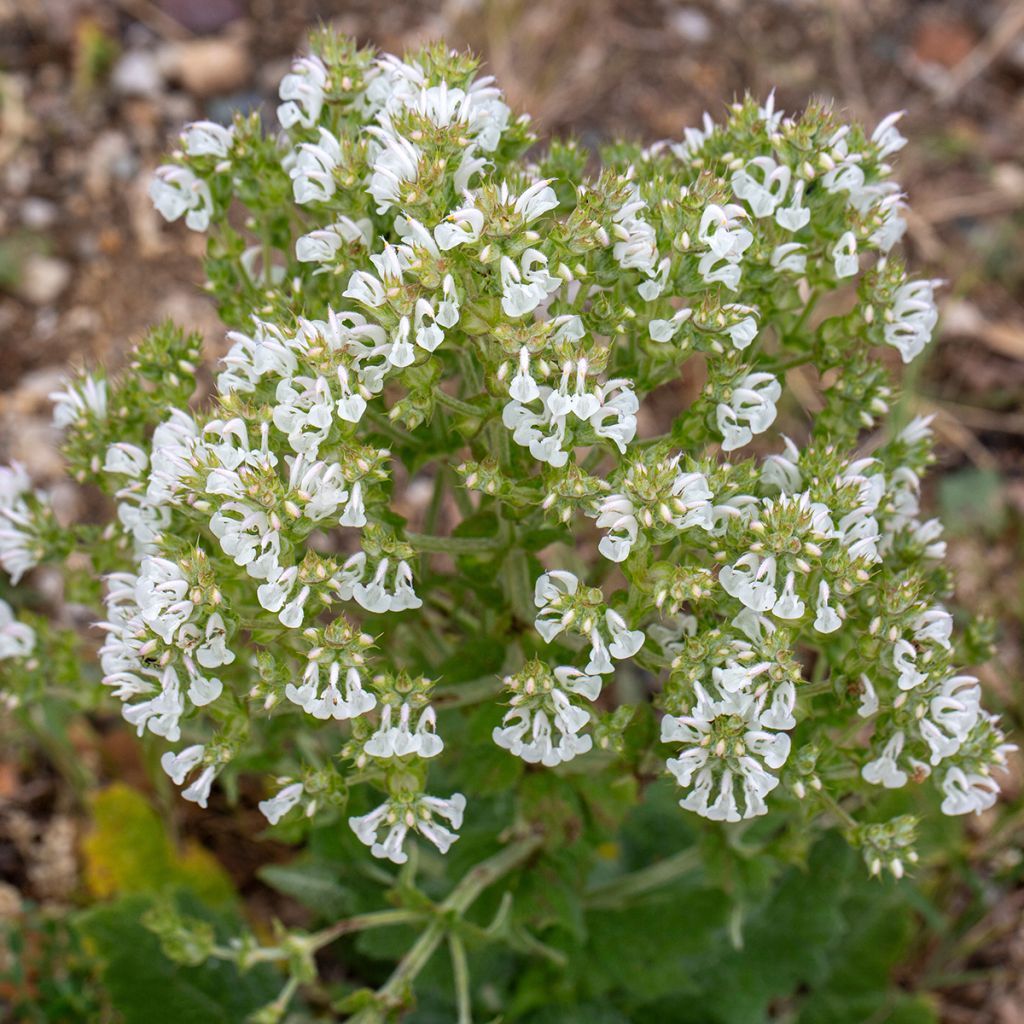 Salvia aethiopis