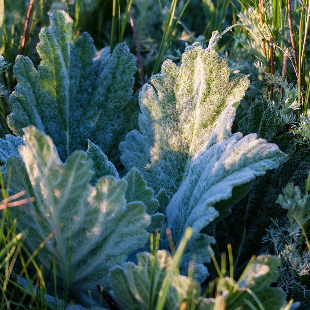 Salvia aethiopis