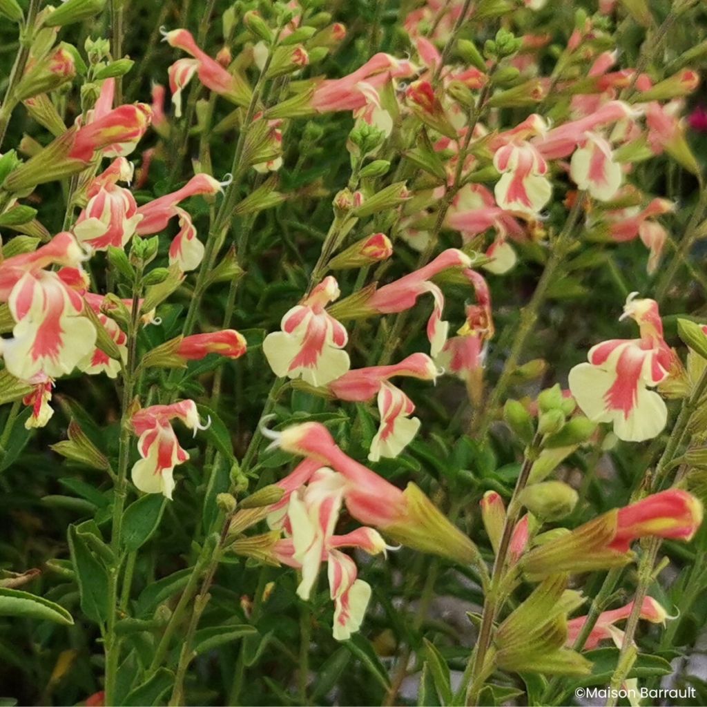 Salvia jamensis Belle de Loire - Salvia arbustiva