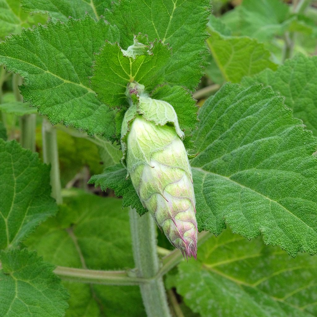 Salvia sclarea var. turkestanica - Salvia moscatella