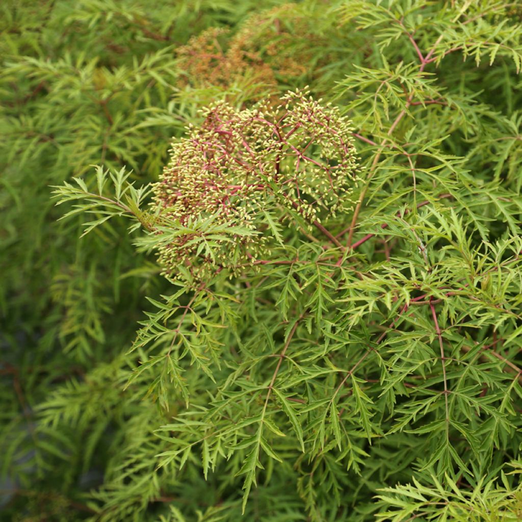 Sambucus canadensis Acutiloba - Sambuco americano