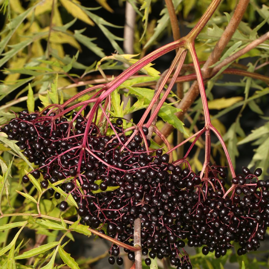 Sambucus canadensis Acutiloba - Sambuco americano