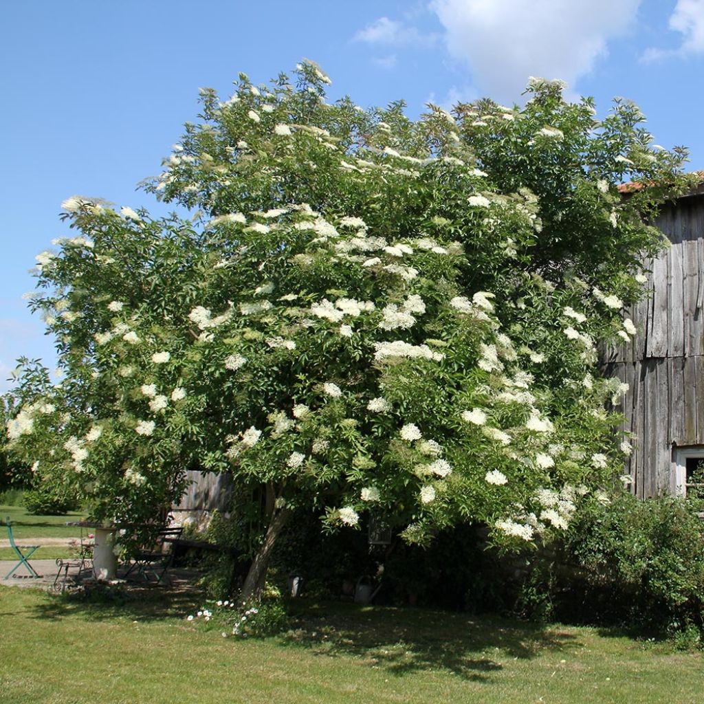 Sambucus nigra - Sambuco nero