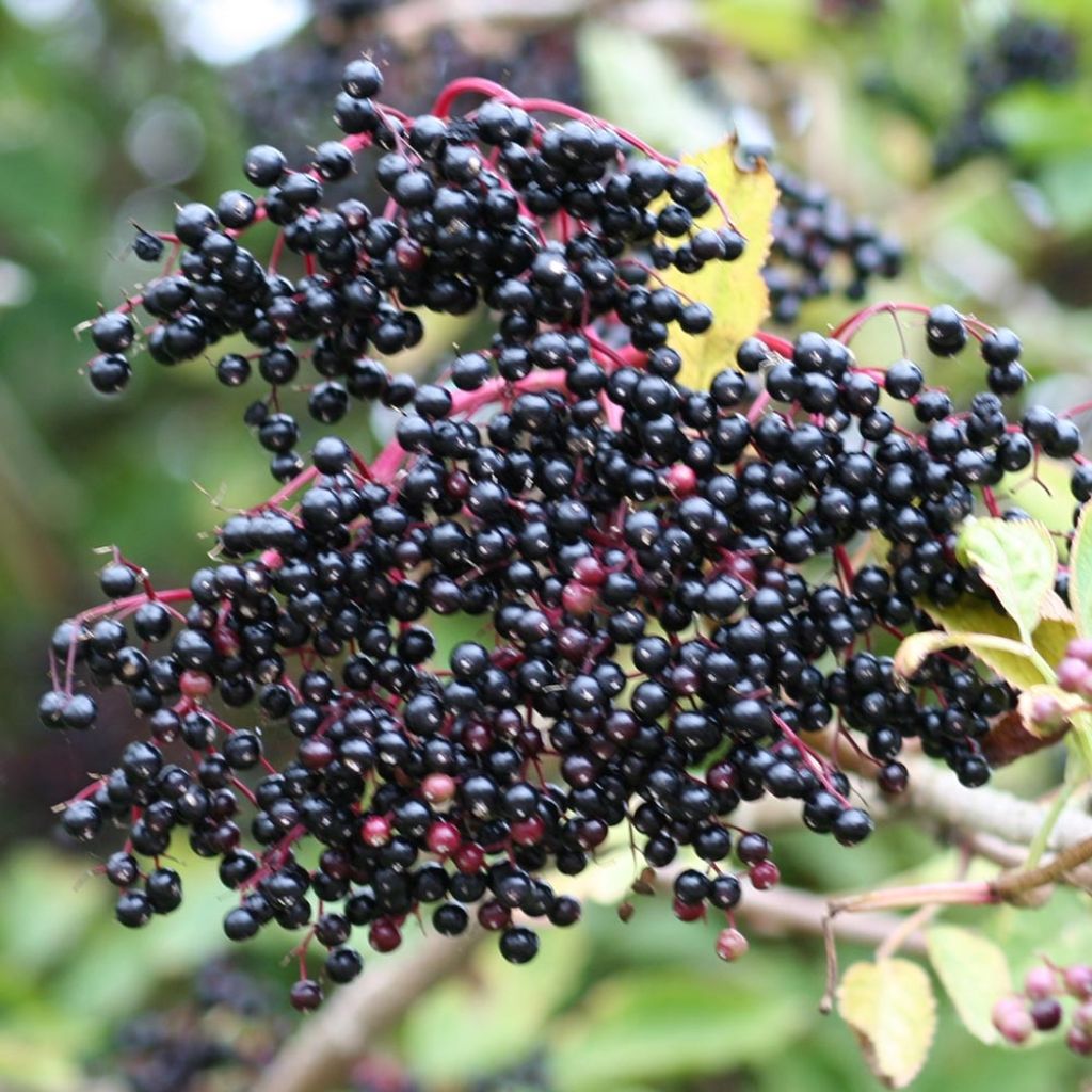 Sambucus nigra - Sambuco nero