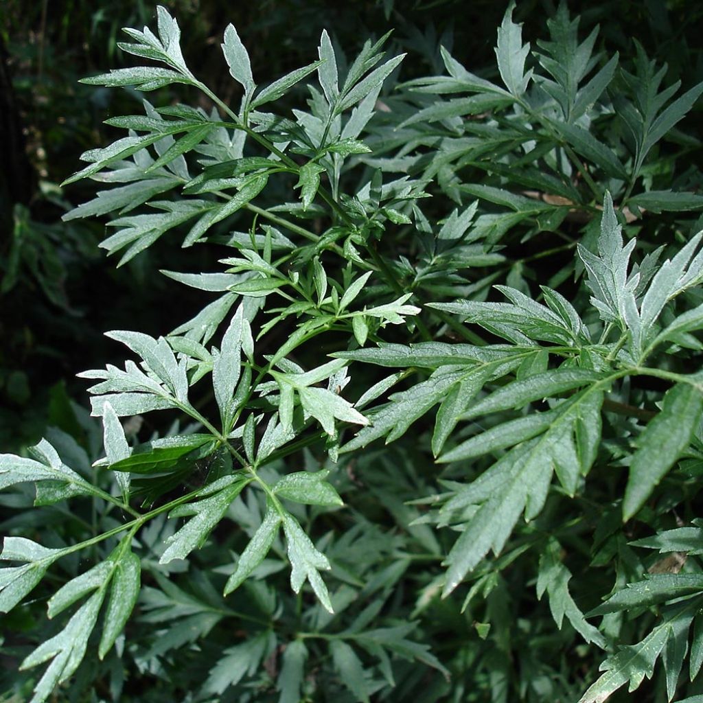 Sureau noir - Sambucus nigra Laciniata