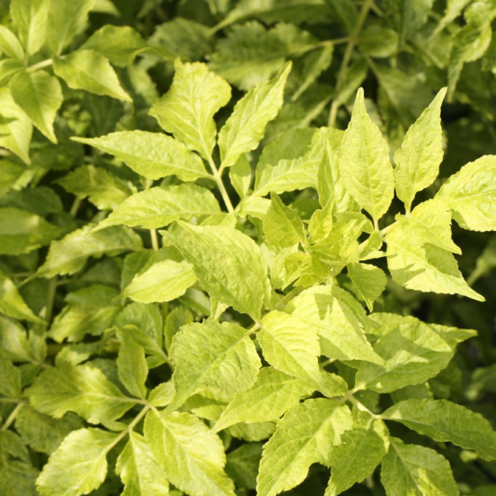 Sambuco nero Luteovariegata