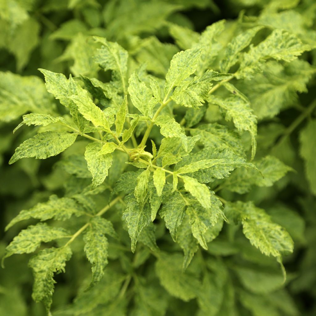 Sambuco nero Luteovariegata
