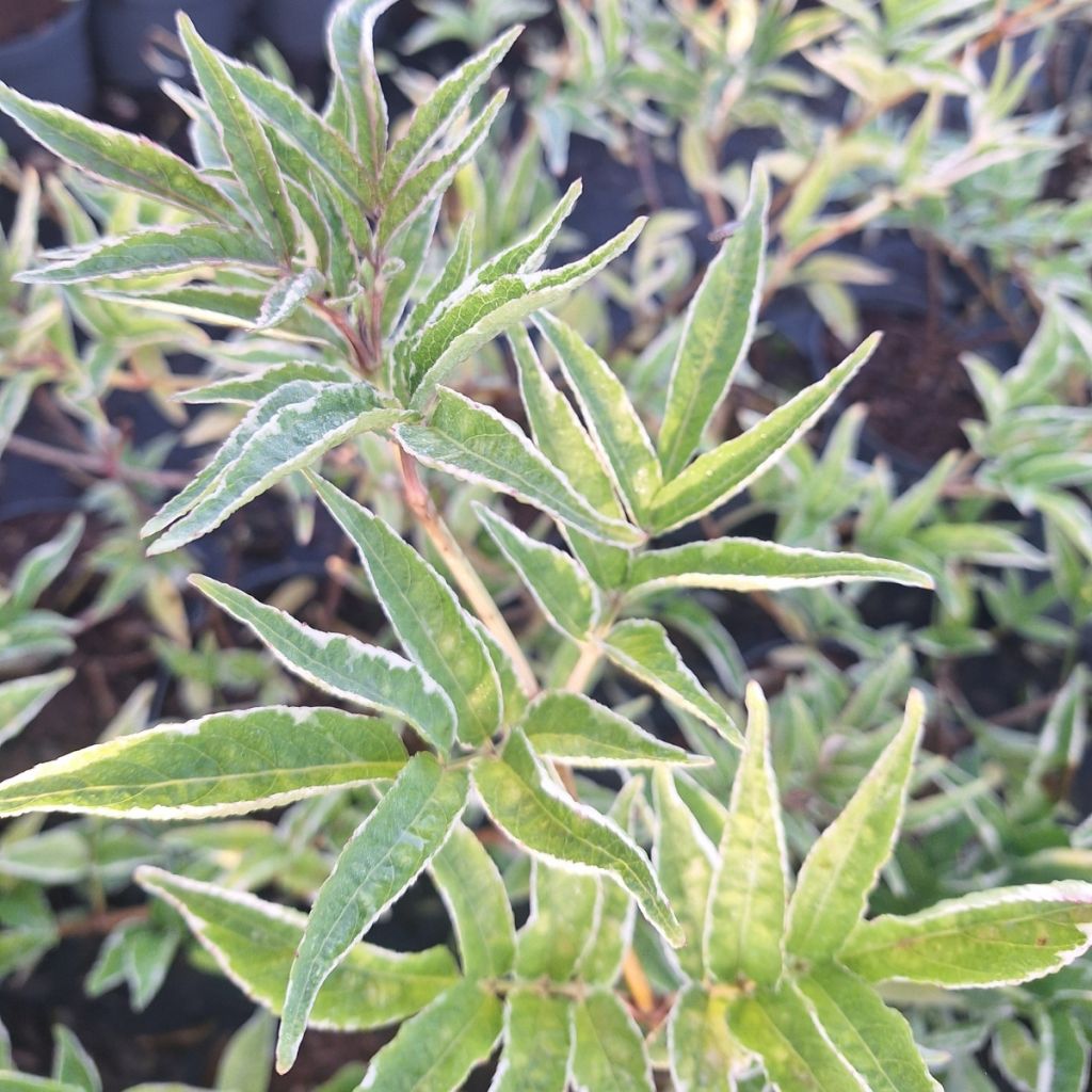 Sambuco nero Aureomarginata