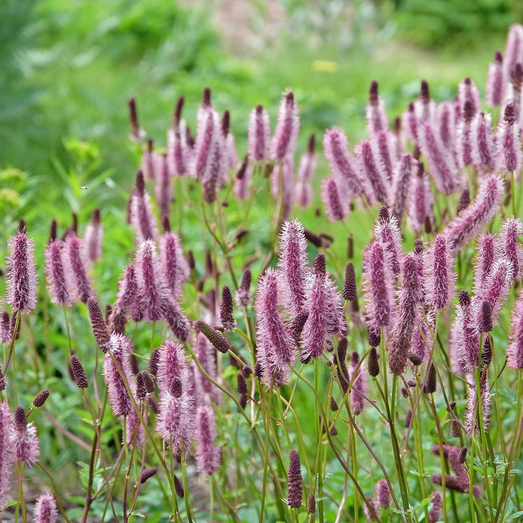 Sanguisorba menziesii Wake Up