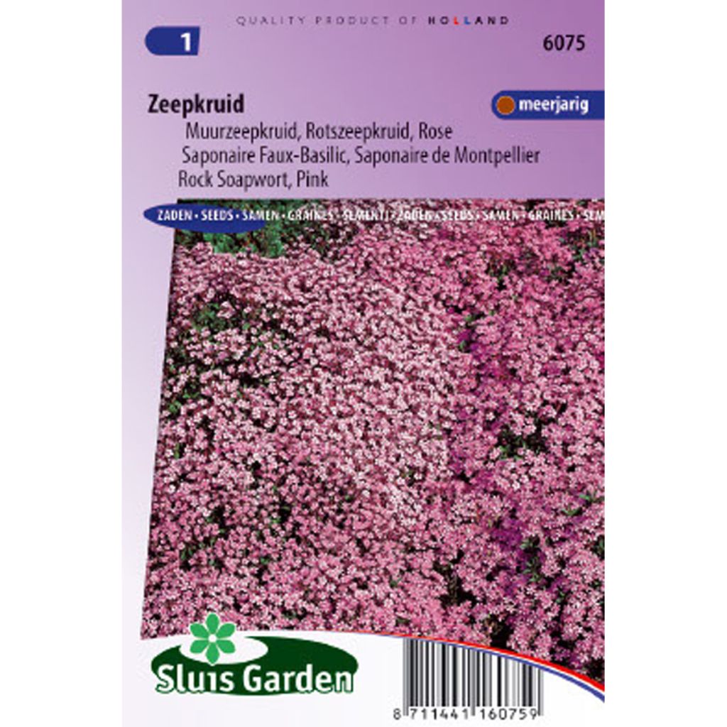 Saponaria ocymoides (semi) - Saponaria rossa
