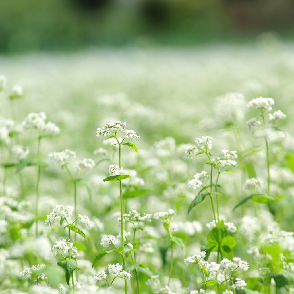 Fagopyrum esculentum BIO (sovescio) - Grano saraceno comune