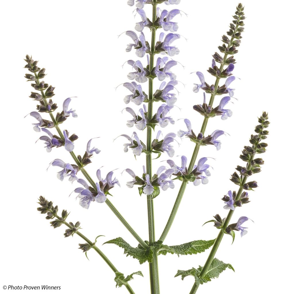 Salvia nemorosa Colorspires Crystal Blue