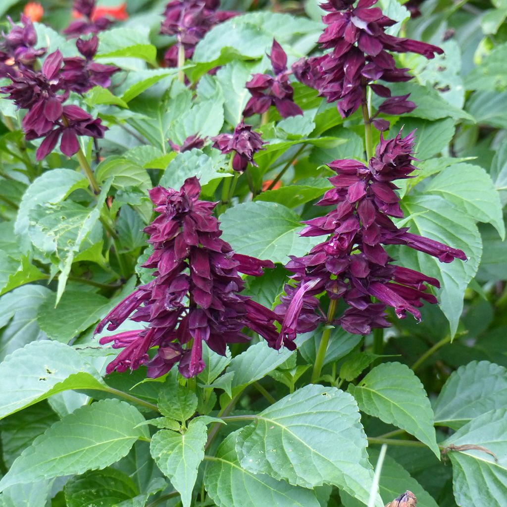 Salvia spendens Gogo Purple - Salvia rossa