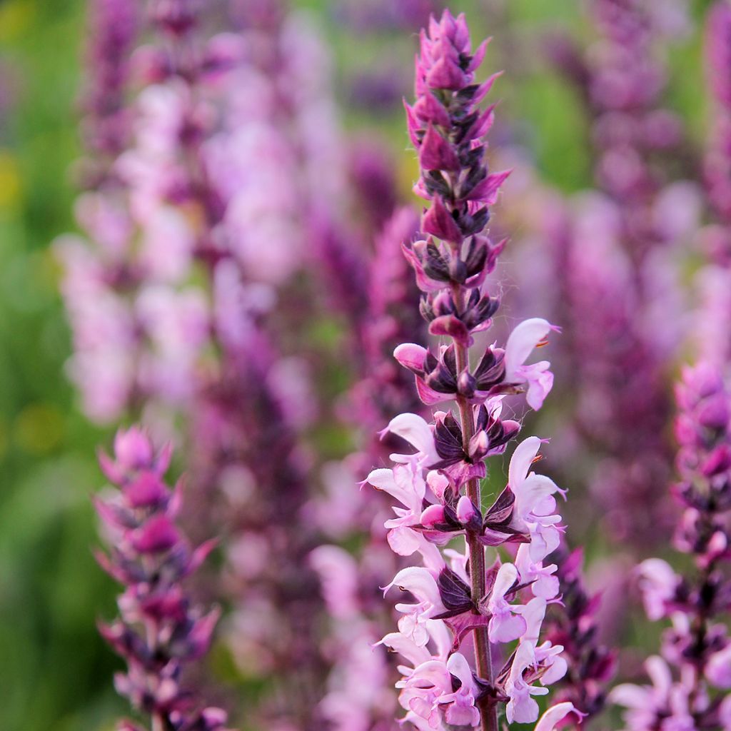 Salvia nemorosa Caradonna Pink