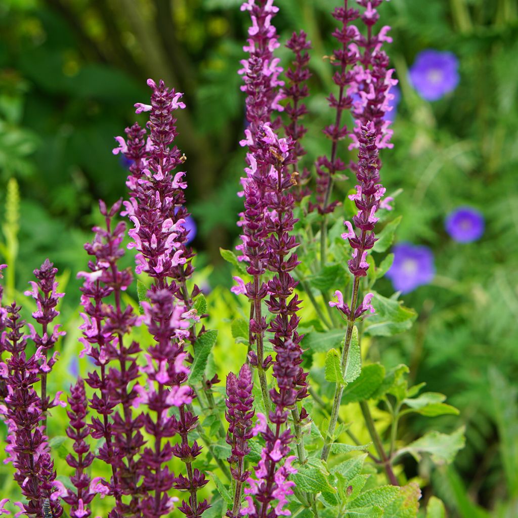 Salvia nemorosa Caradonna Pink