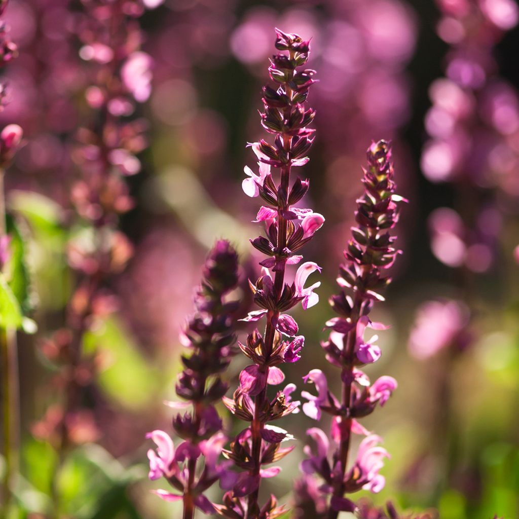 Salvia nemorosa Caradonna Pink