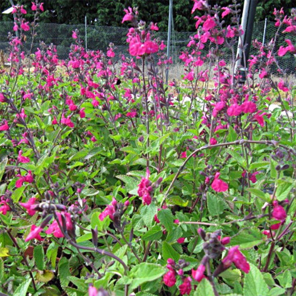 Salvia microphylla Cerro Potosi - Salvia arbustiva