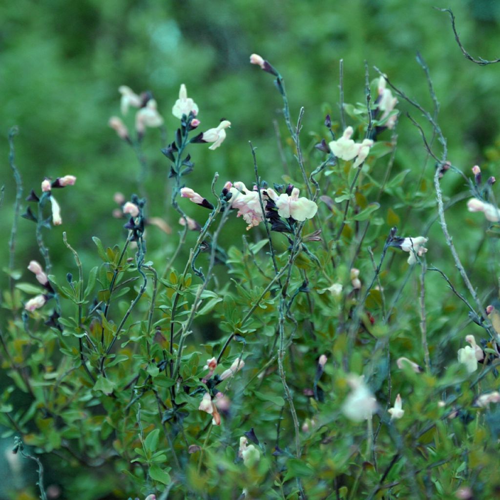 Salvia jamensis Melen - Salvia arbustiva
