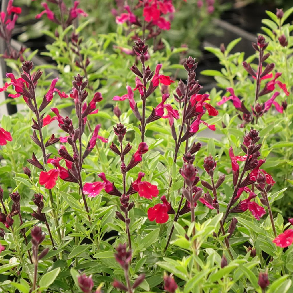 Salvia greggii Mirage Burgundy