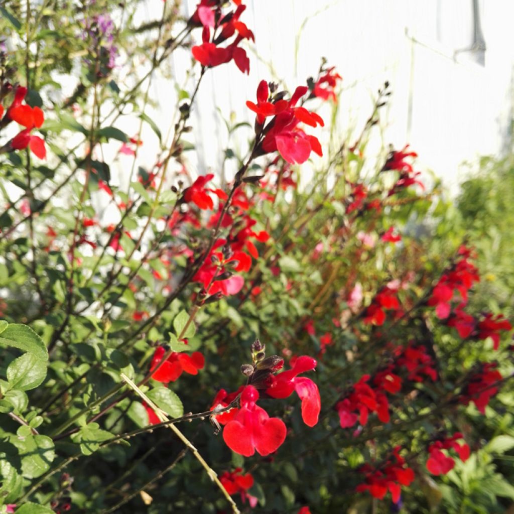 Salvia microphylla Royal Bumble - Salvia arbustiva