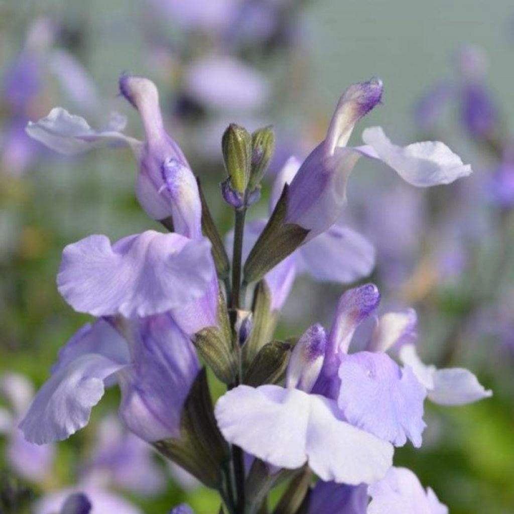 Salvia microphylla So Cool Pale Blue - Salvia arbustiva