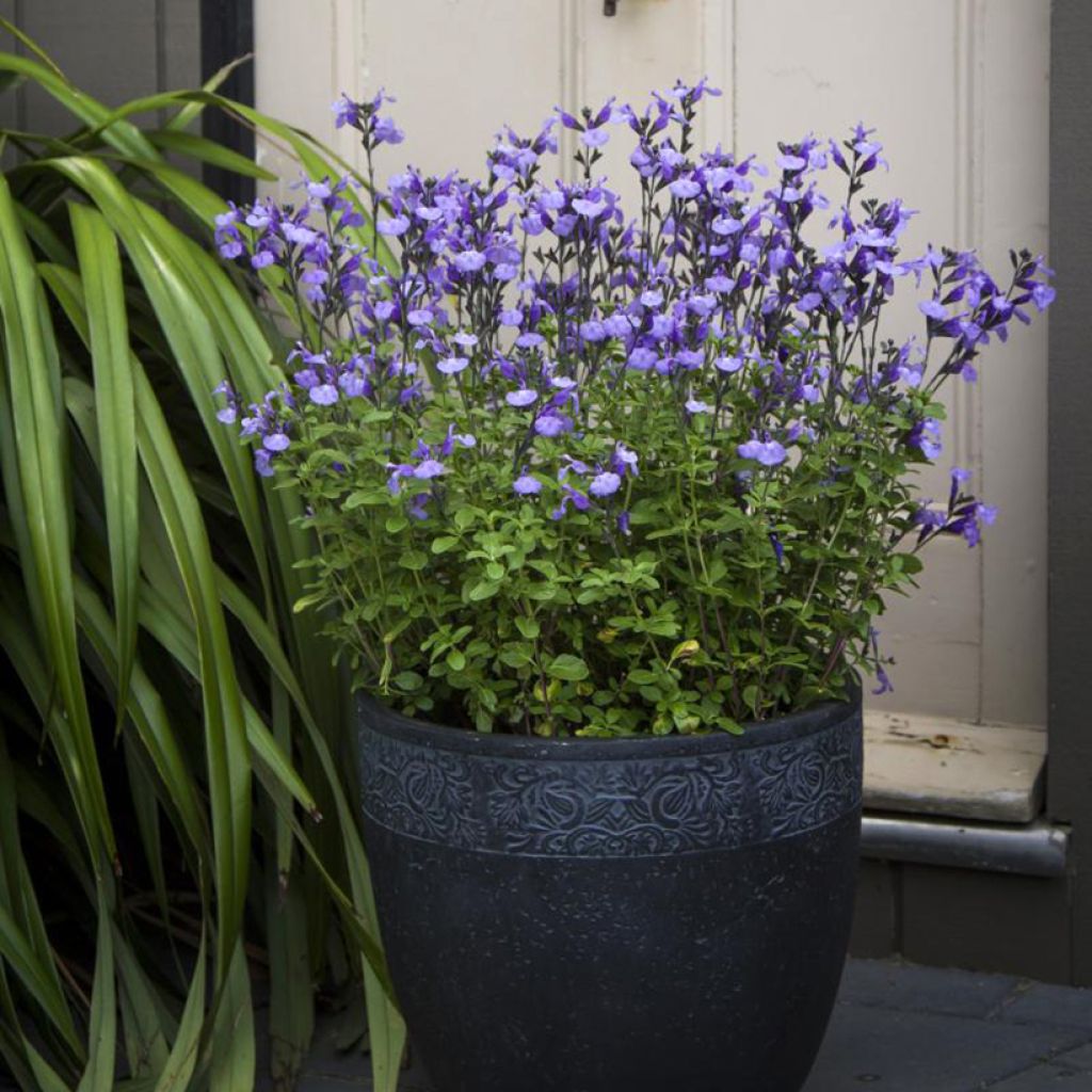 Salvia microphylla So Cool Pale Blue - Salvia arbustiva