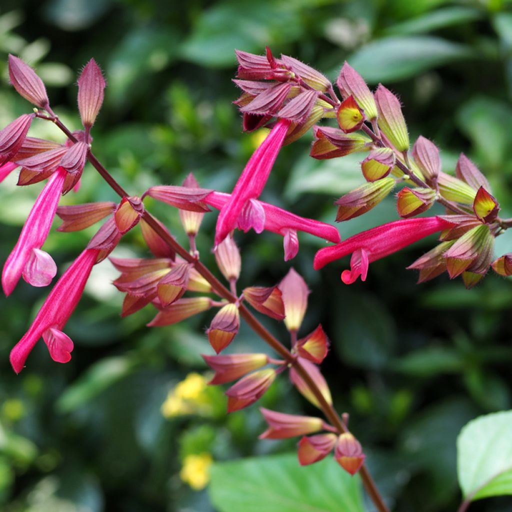 Salvia Wendy's Wish - Salvia arbustiva