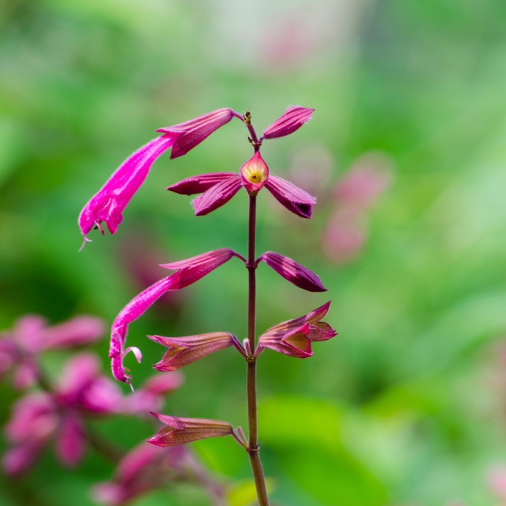 Salvia Wendy's Wish - Salvia arbustiva