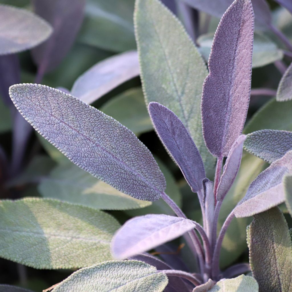 Salvia officinalis Purpurascens - Salvia comune