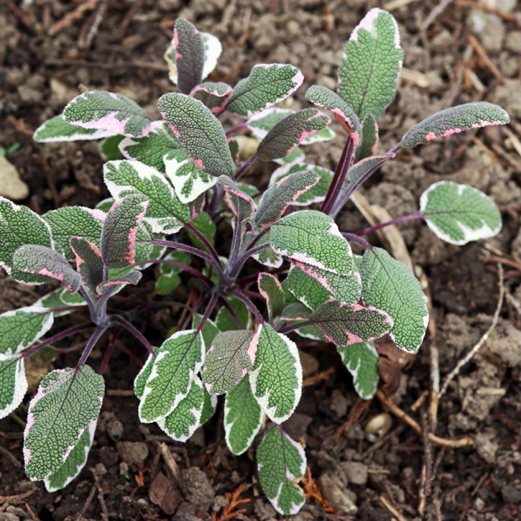 Salvia officinalis Tricolor - Salvia comune