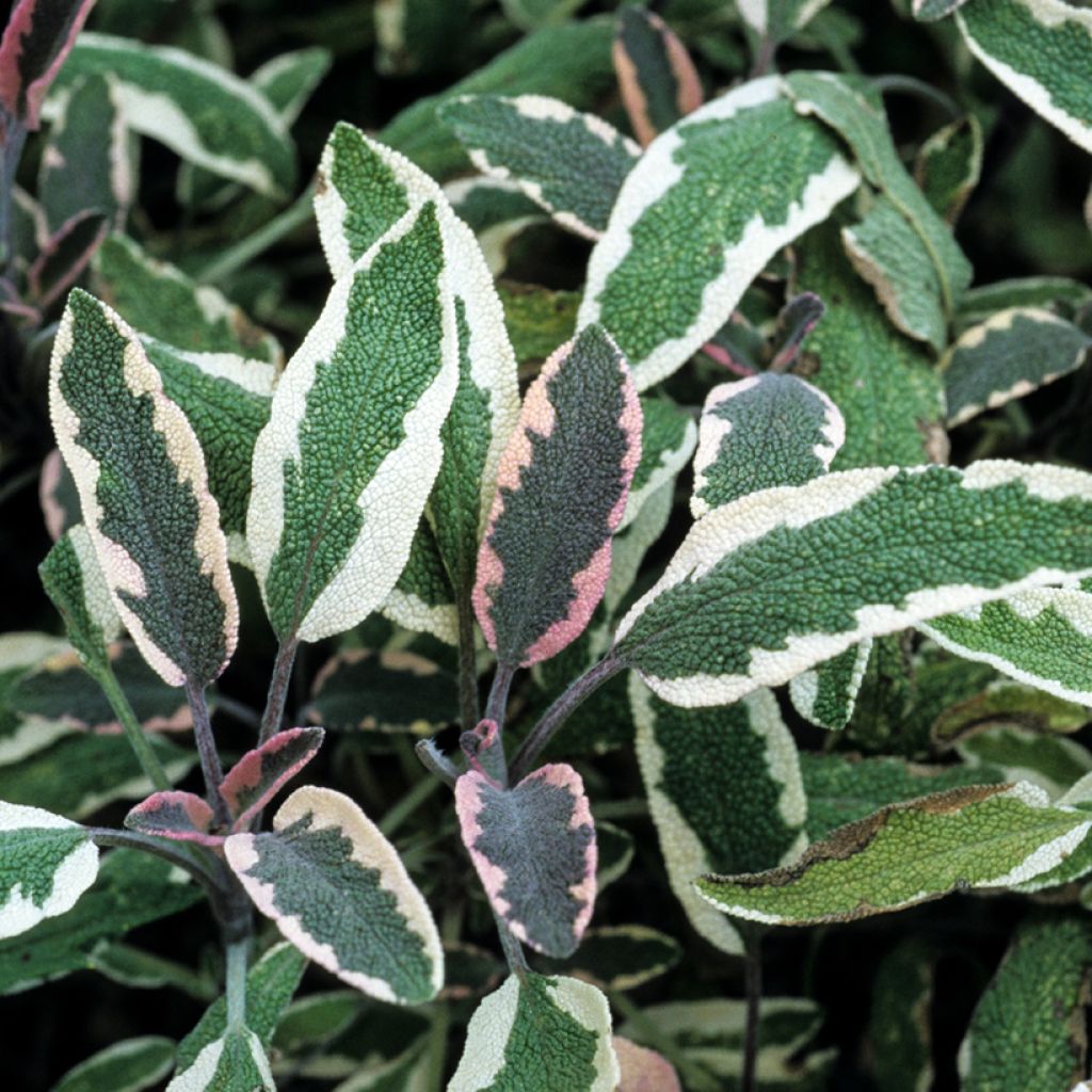 Salvia officinalis Tricolor - Salvia comune