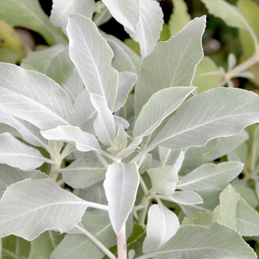Salvia apiana - Salvia bianca