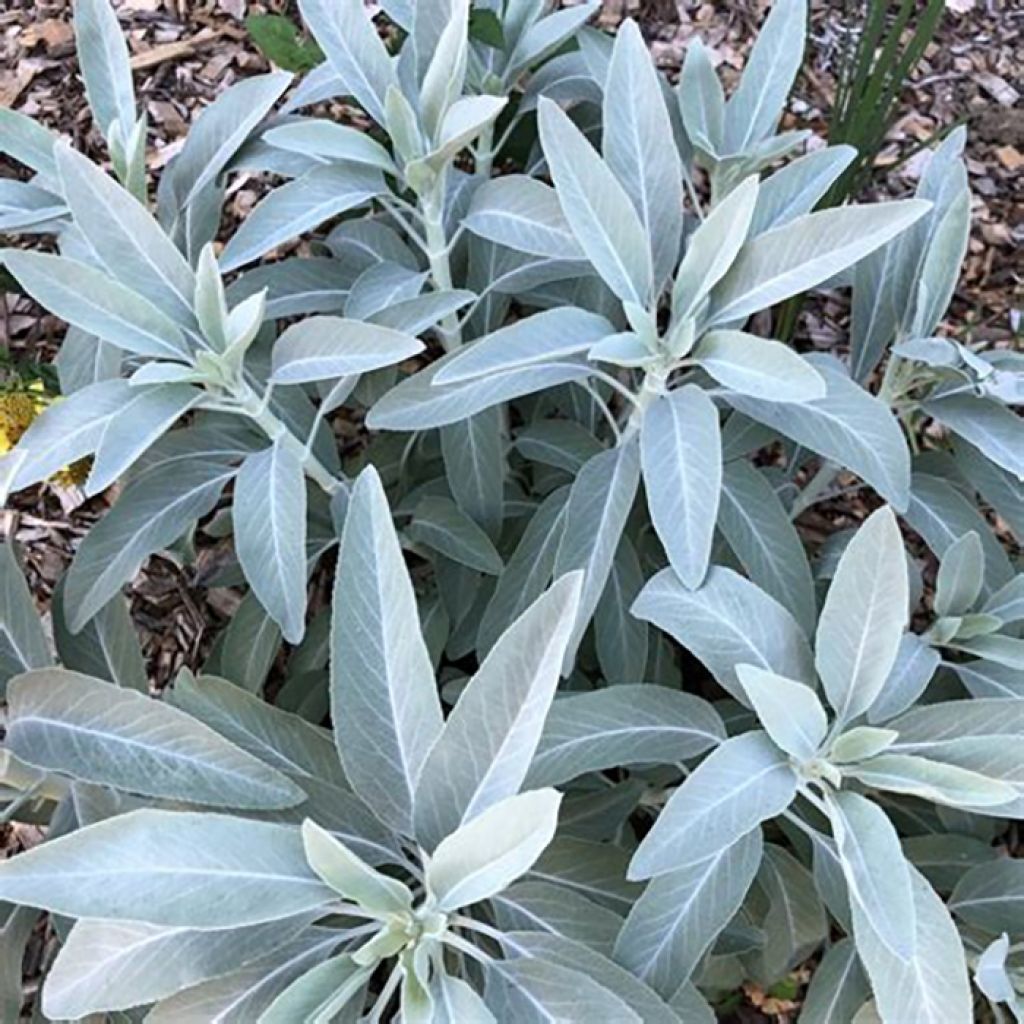 Salvia apiana - Salvia bianca