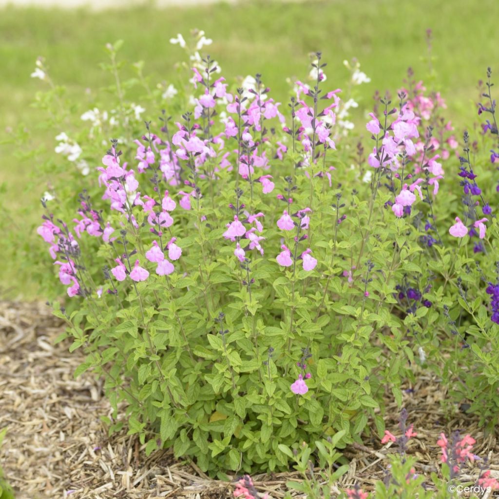 Salvia jamensis Malabar - Salvia arbustiva