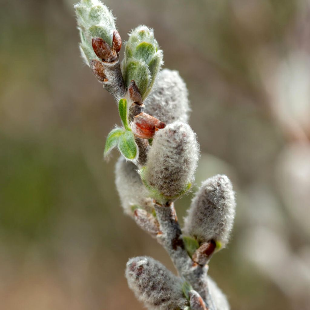 Salix candida Iceberg Alley