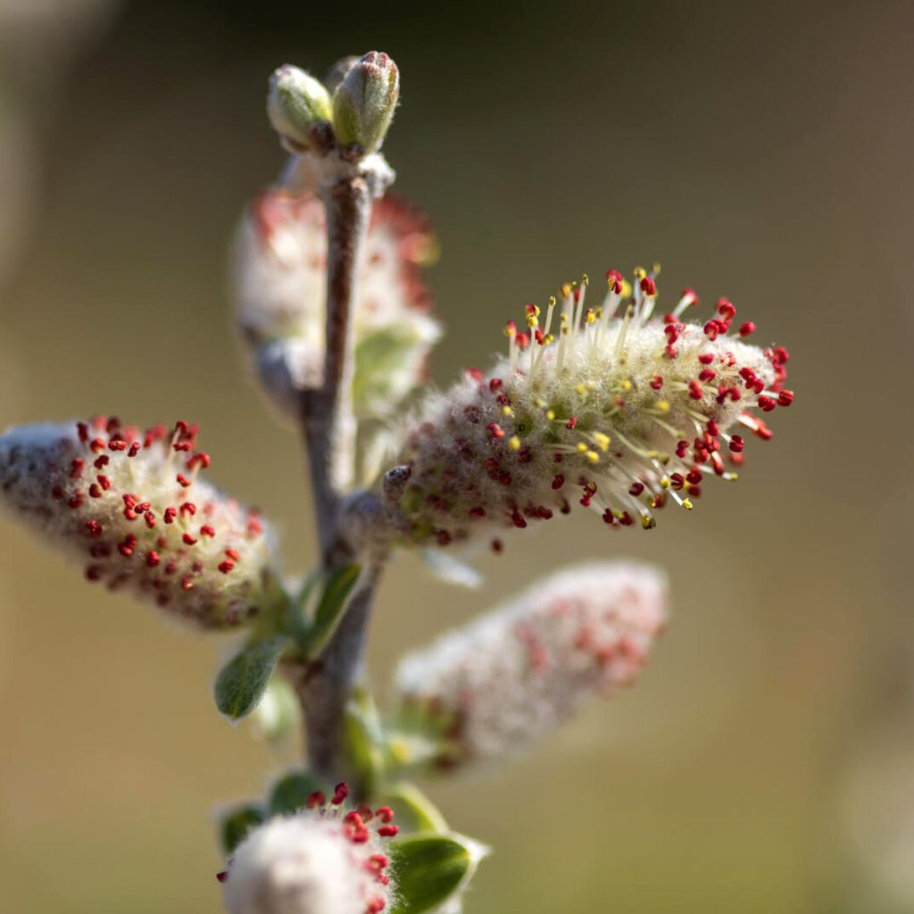 Salix candida Iceberg Alley