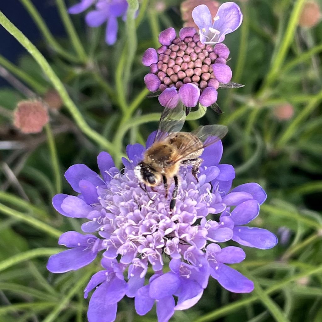 Scabiosa Nova Dew Drops