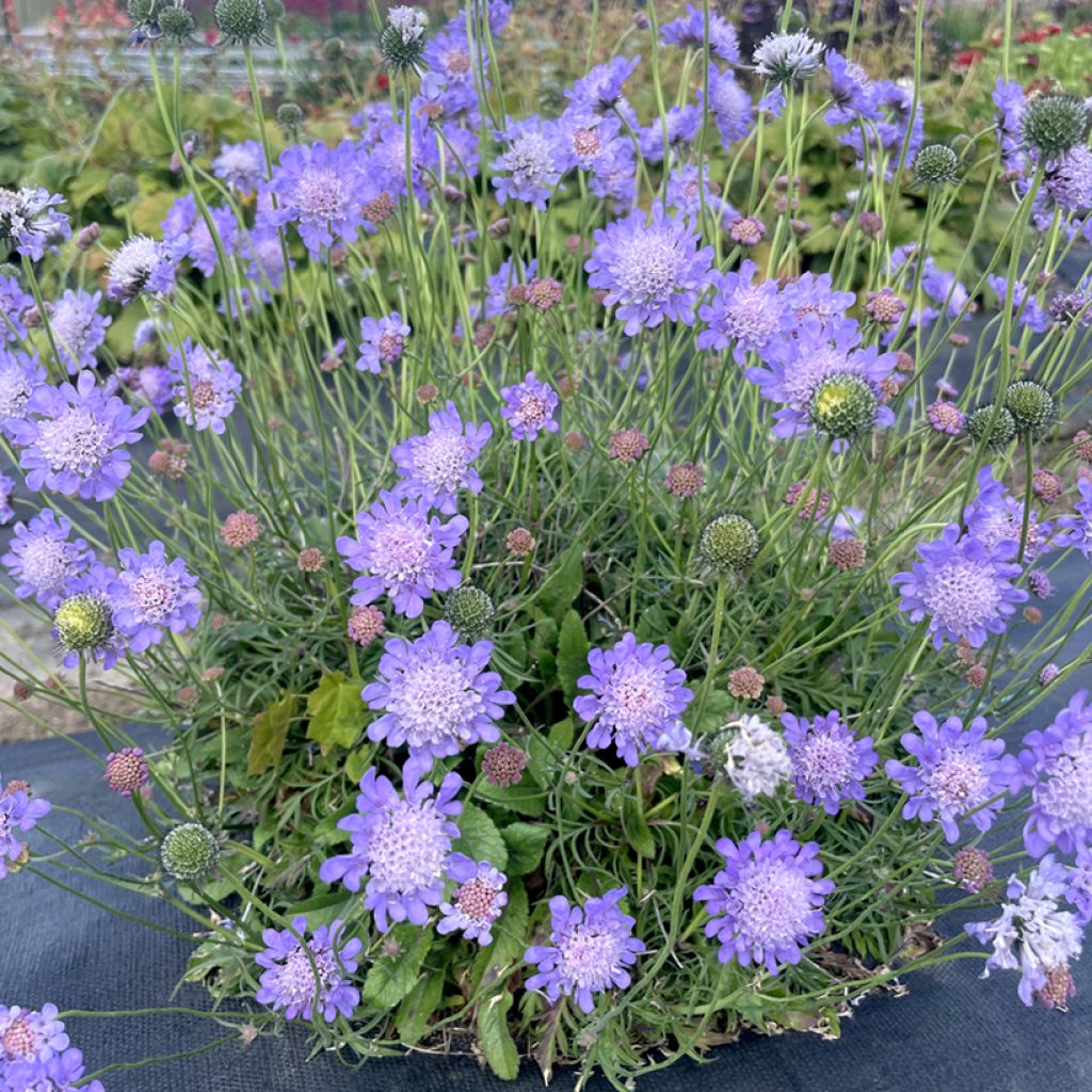 Scabiosa Nova Dew Drops