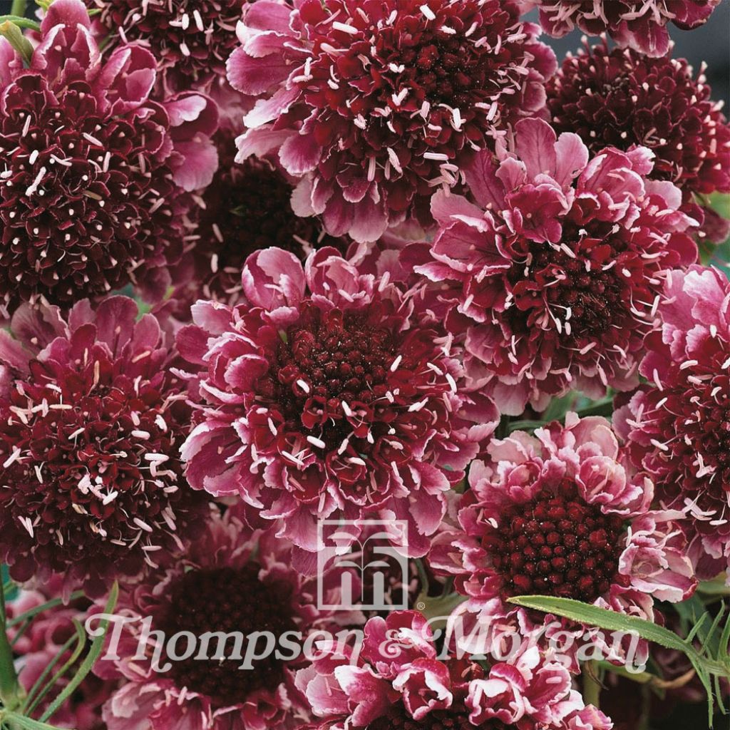 Scabious Beaujolais Bonnets