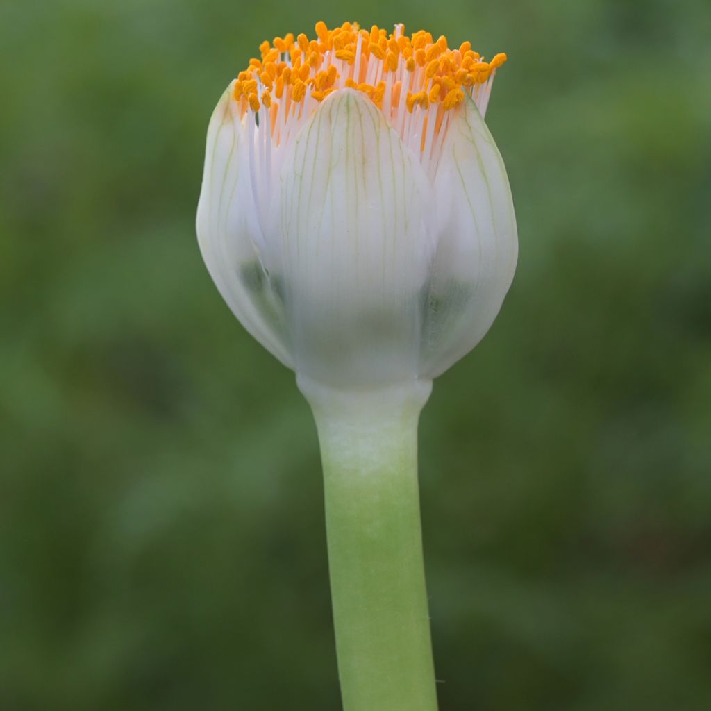Tasso o haemanthus albiflos