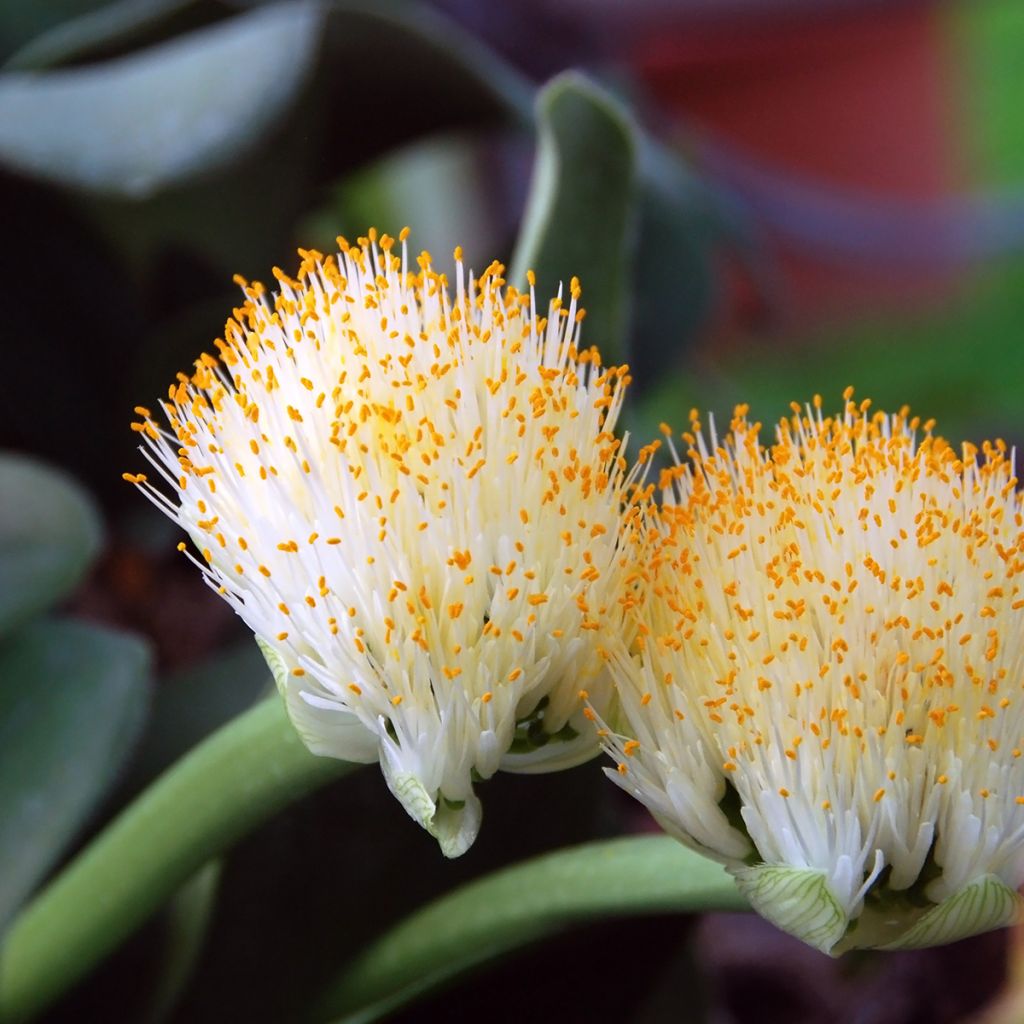 Tasso o haemanthus albiflos
