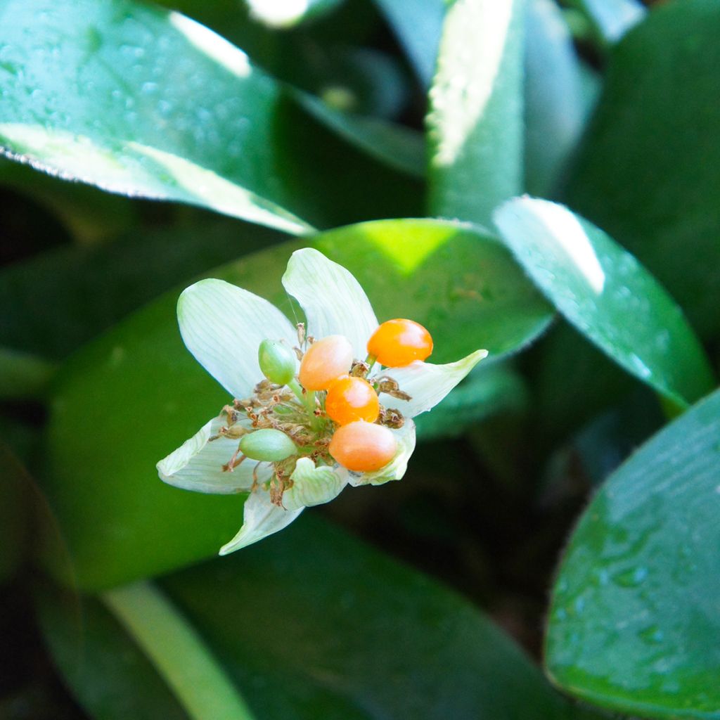 Tasso o haemanthus albiflos