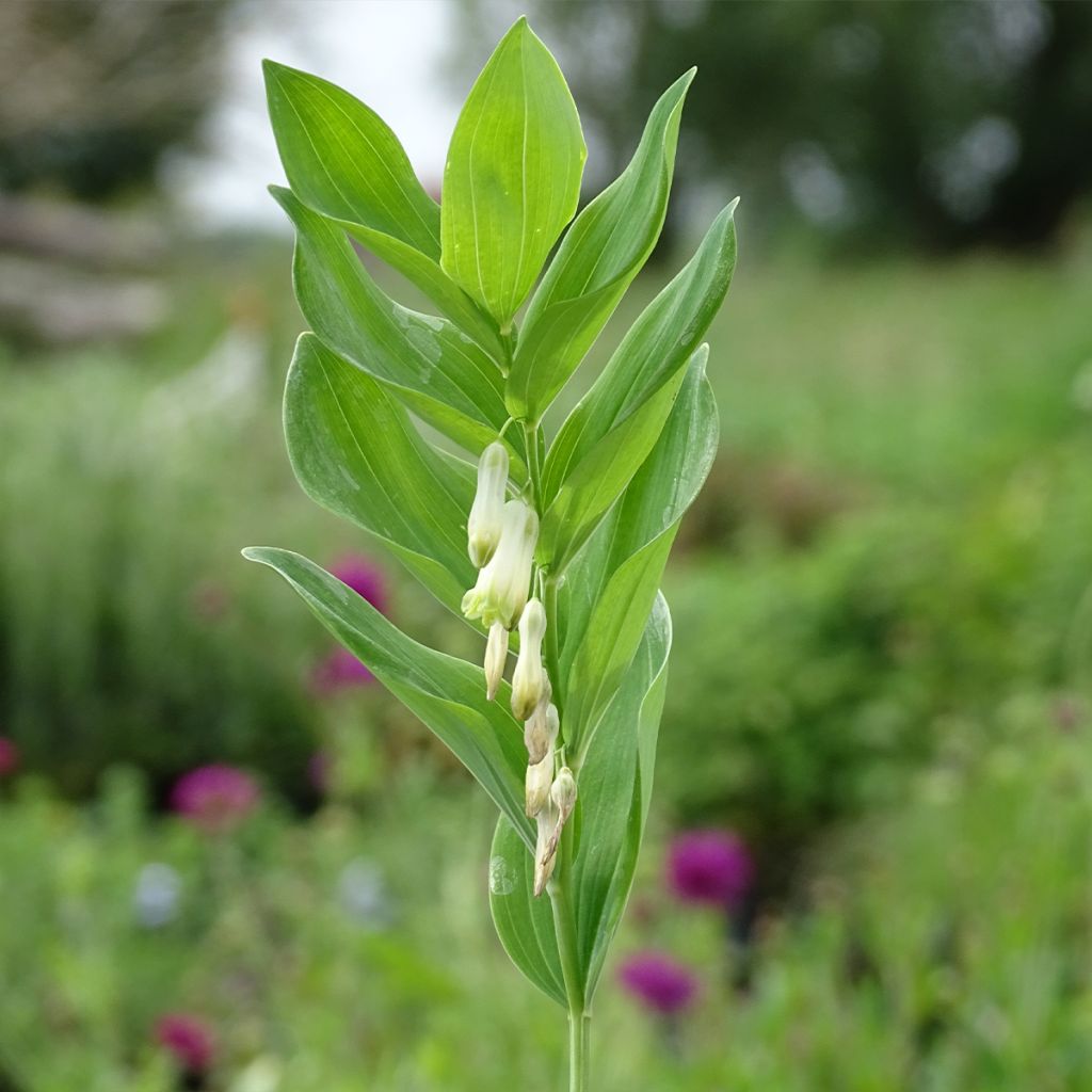 Polygonatum multiflorum - Sigillo di Salomone maggiore
